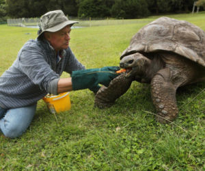 Najstarszy żółw świata jednak żyje?! 193-letni Jonathan wywołał burzę