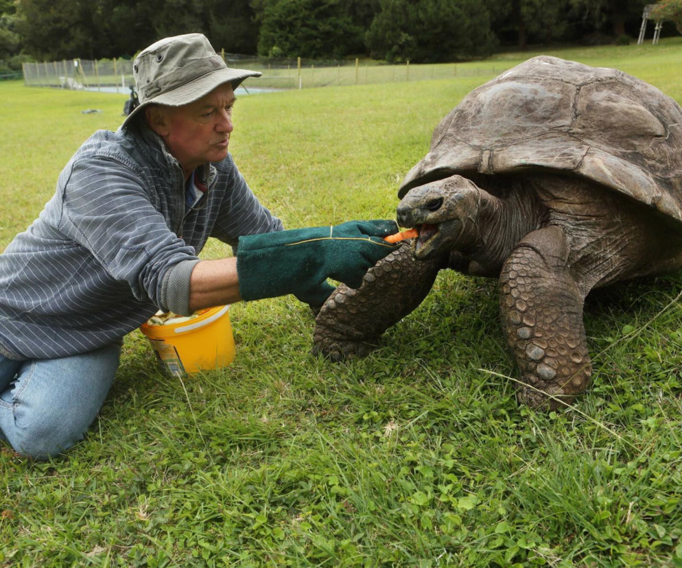 Najstarszy żółw świata jednak żyje?! 193-letni Jonathan wywołał burzę