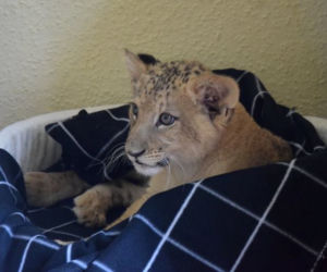 Dwa małe lwy przyjęte do poznańskiego zoo