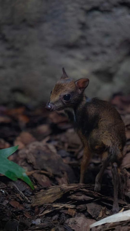 W Warszawskim ZOO urodził się myszojeleń. Maluch skradł serca internatom