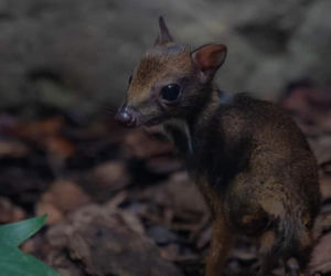 W Warszawskim ZOO urodził się myszojeleń. Maluch skradł serca internatom
