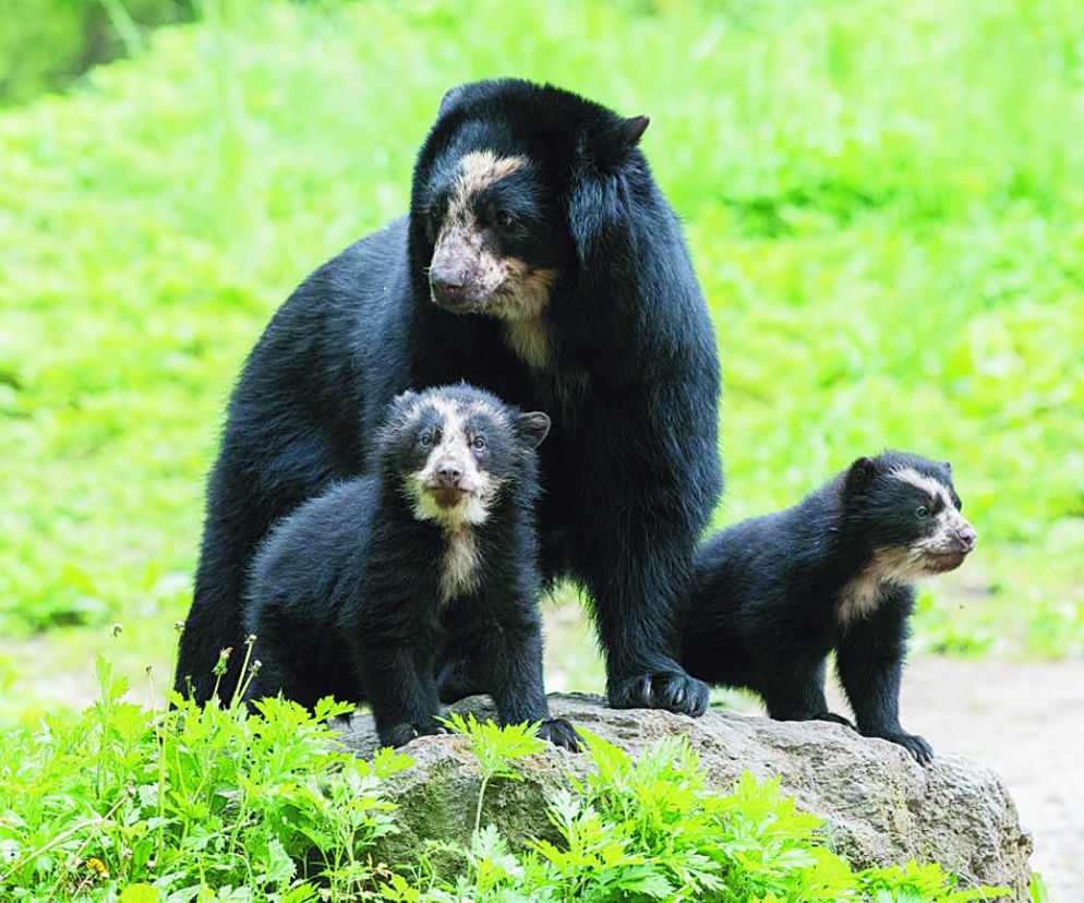 Dwa okularniki w Queens Zoo 