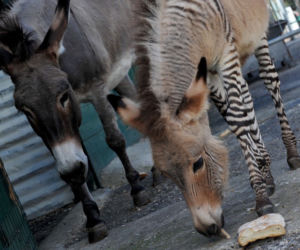 Zebroid