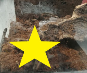 Porzucone terrarium w centrum Bydgoszczy! W środku ruszało sie coś włochatego [ZDJĘCIA]