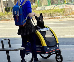 Tak Damięcka dba o psa