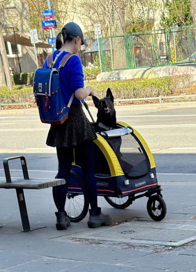 Tak Damięcka dba o psa