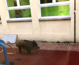 Dziki w mieście