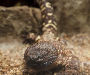 We wrocławskim zoo wykluły się helodermy meksykańskie
