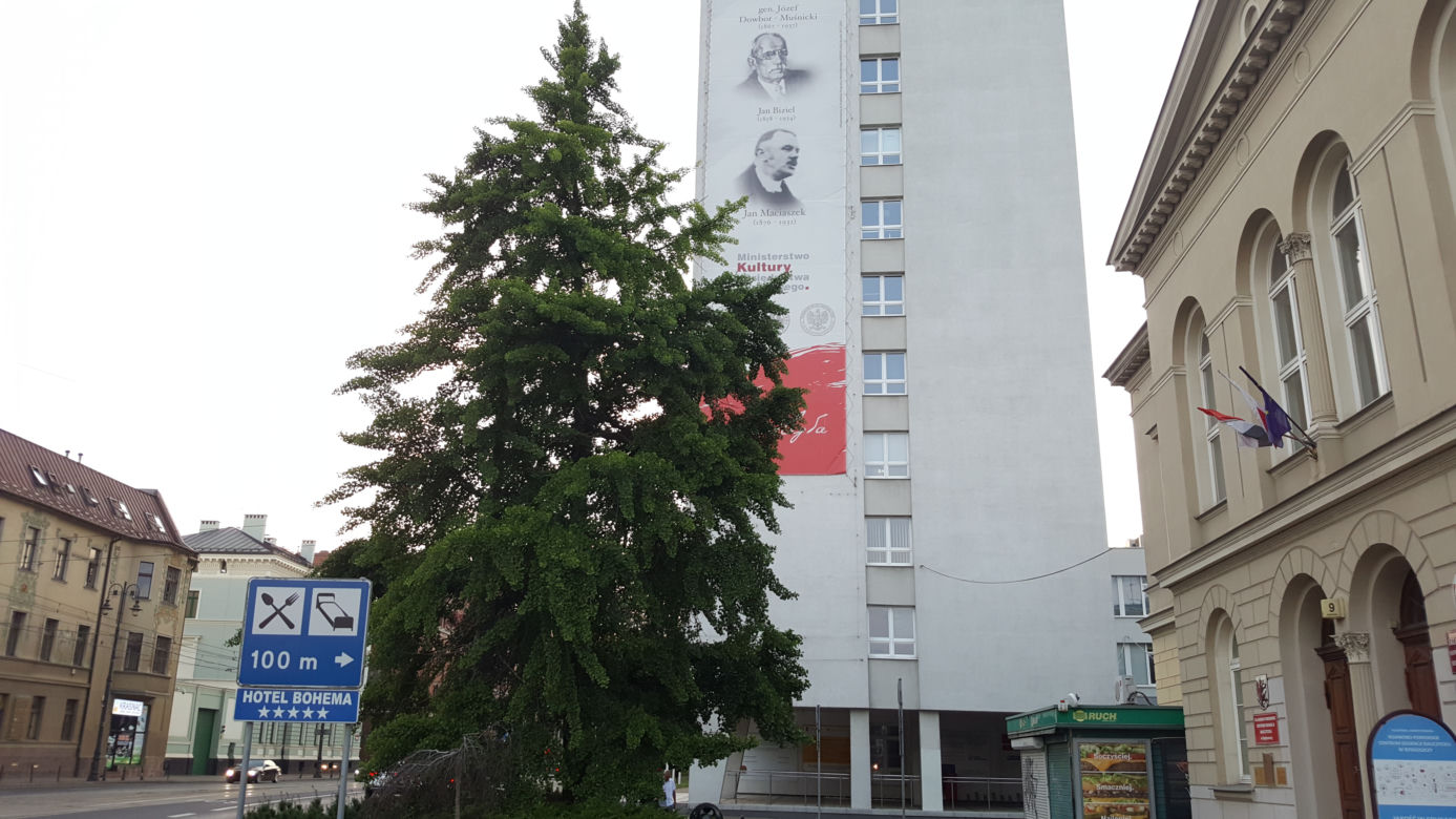 Stare drzewo z ul. Jagiellońskiej może zostać Drzewem Roku. Każdy może zagłosować! 