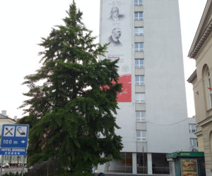 Stare drzewo z ul. Jagiellońskiej może zostać Drzewem Roku. Każdy może zagłosować! 