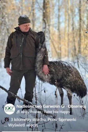 Emu spacerowało po lesie pod Garwolinem! Nagranie hitem sieci