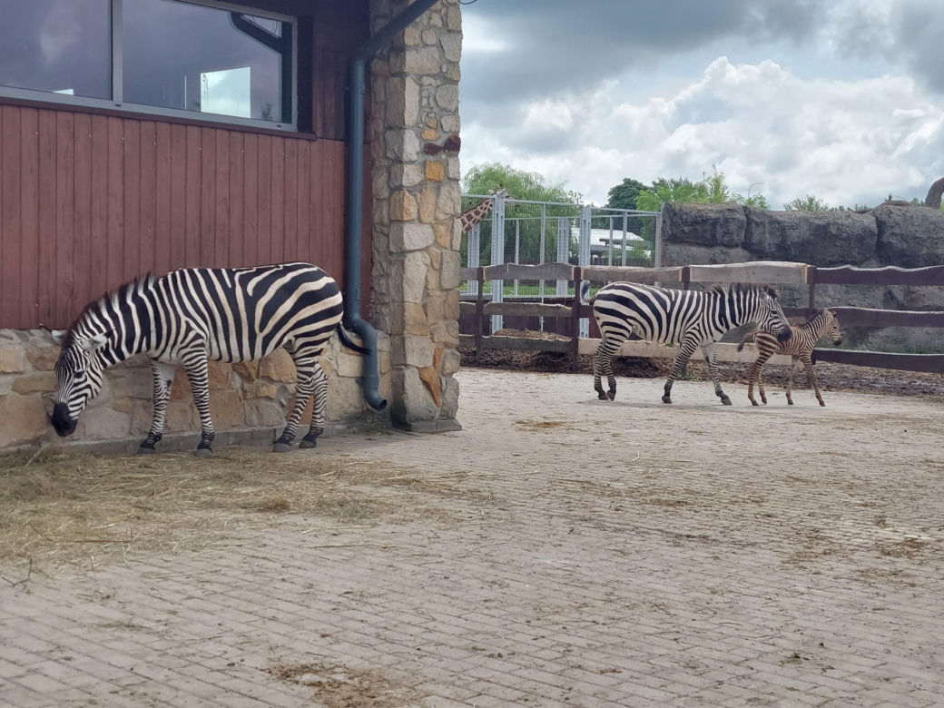 Mała zebra w zamojskim ZOO