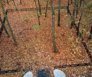 Las Pamięci w Poznaniu