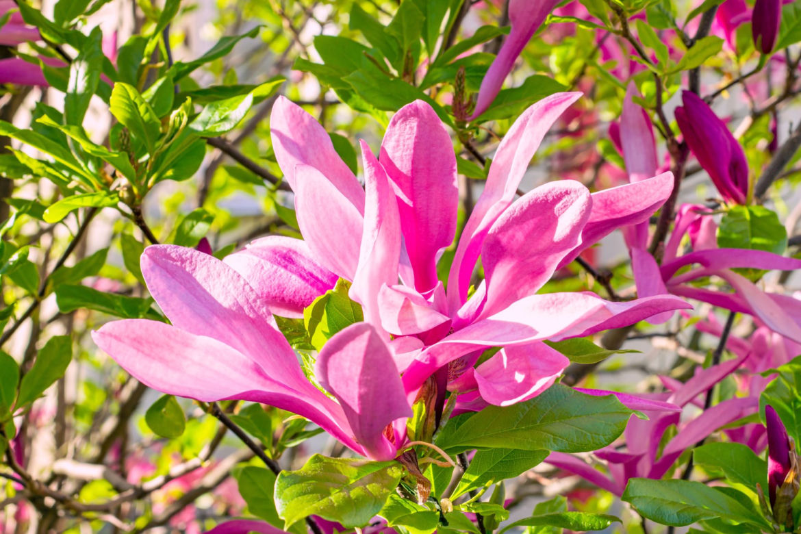 Odmiana magnolii 'Susan'
