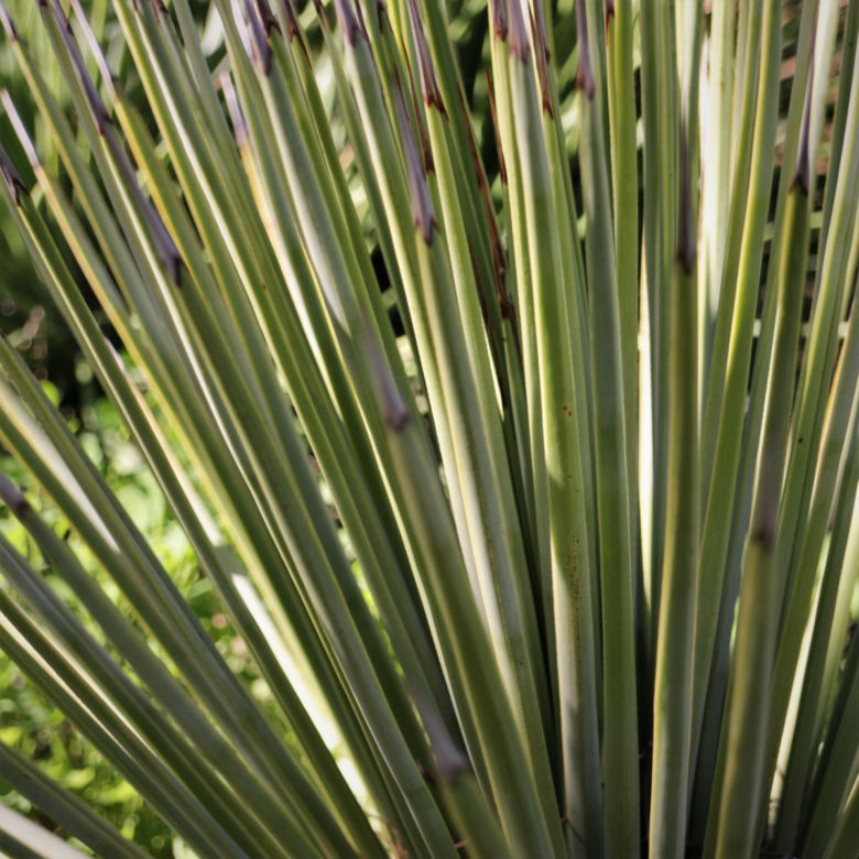 Agawa
