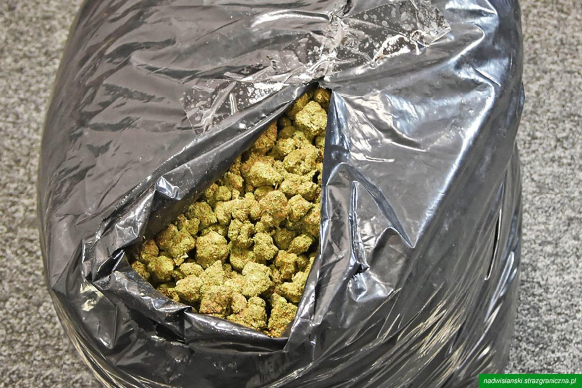 Drops wyniuchał 82 kg marihuany. Wielki przemyt na Lotnisku Chopina