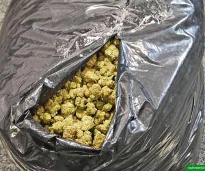 Drops wyniuchał 82 kg marihuany. Wielki przemyt na Lotnisku Chopina