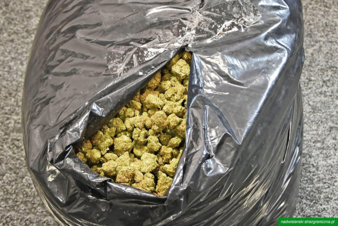 Drops wyniuchał 82 kg marihuany. Wielki przemyt na Lotnisku Chopina