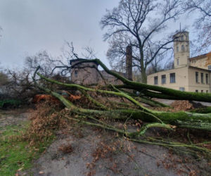 O krok od tragedii! Ogromne drzewo przewaliło się na samochód [ZDJĘCIA] 