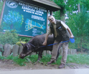 swinio-dziki7