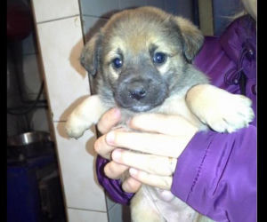 Kochane szczeniaki do adopcji! Nikt ich nie chciał...