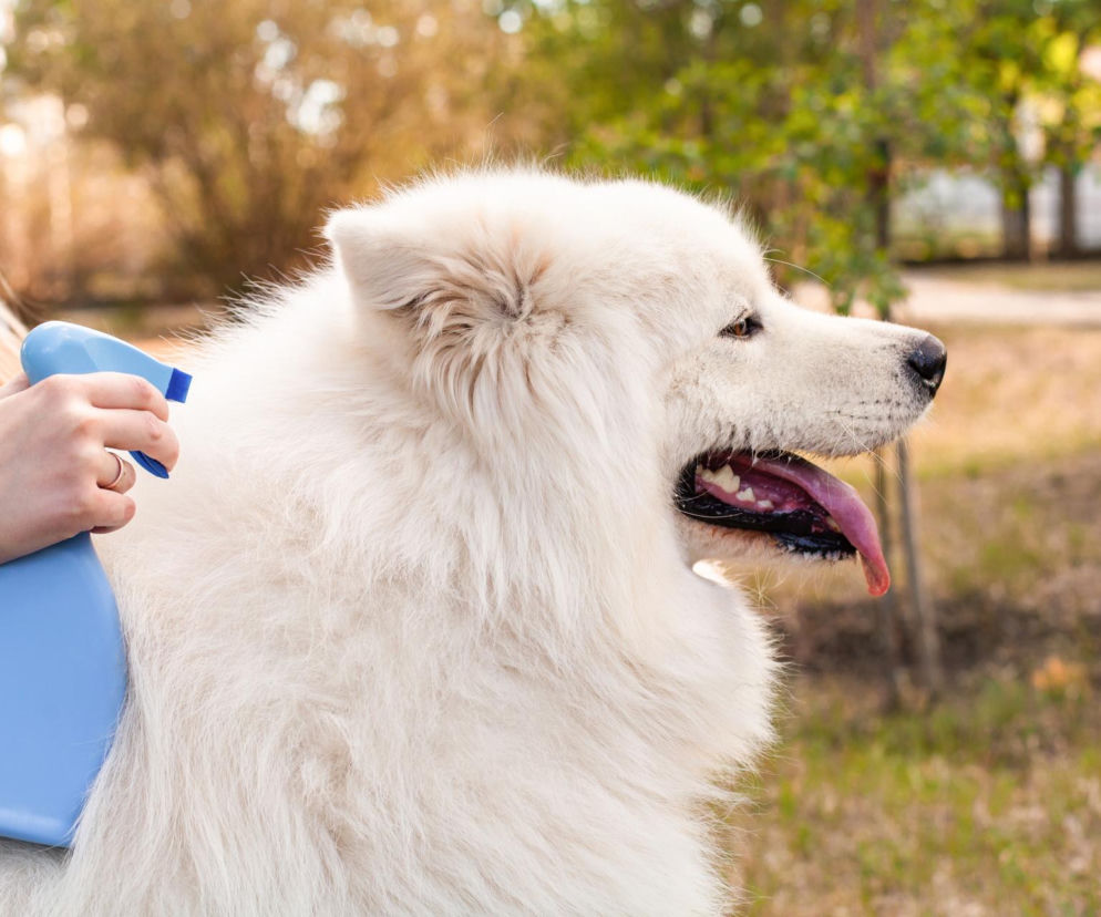 Sposób na kleszcze u psa
