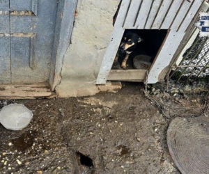 Zaniedbane psy w Pietrowicach Wielkich