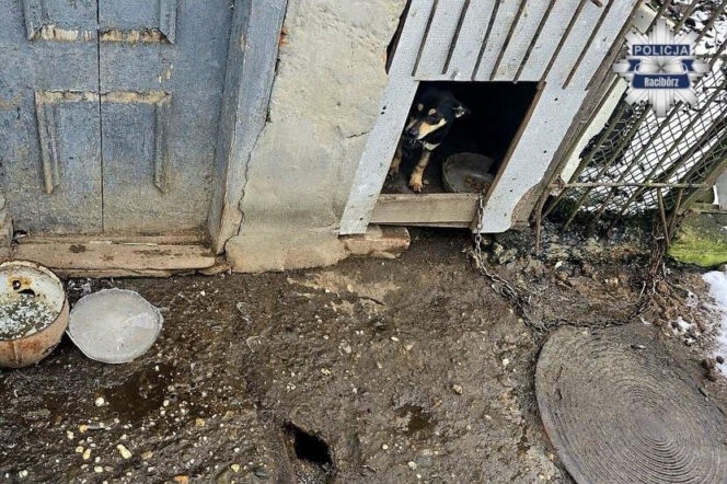 Zaniedbane psy w Pietrowicach Wielkich