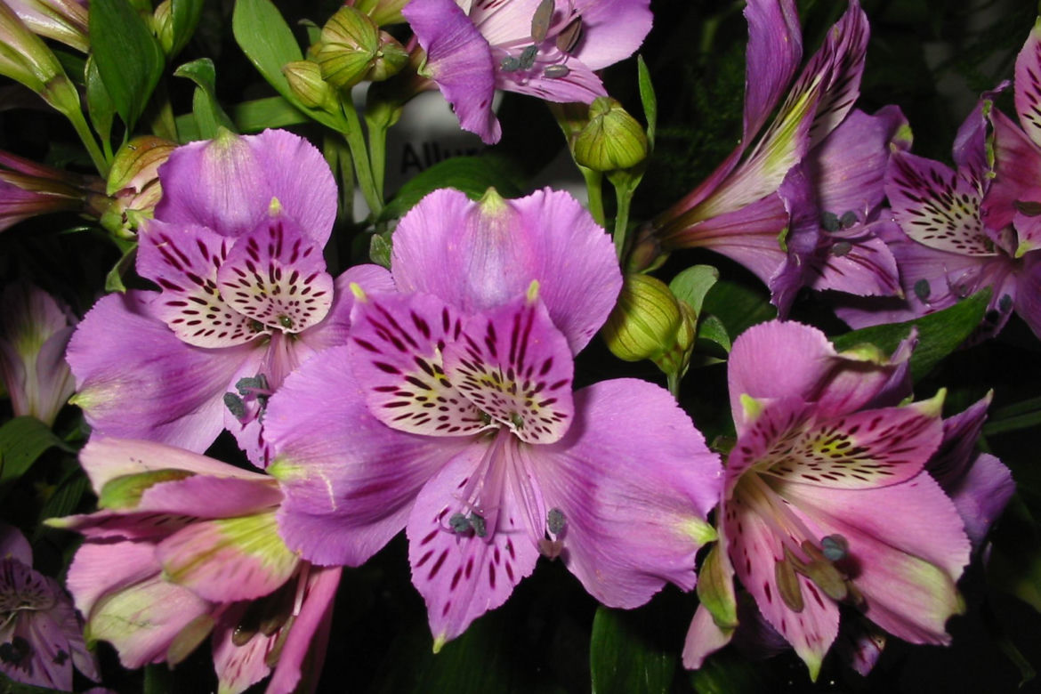 Alstroemeria