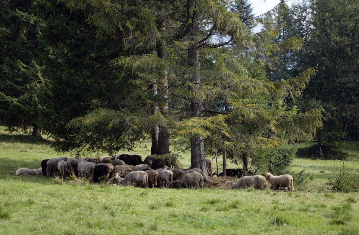 Beskid Śląski