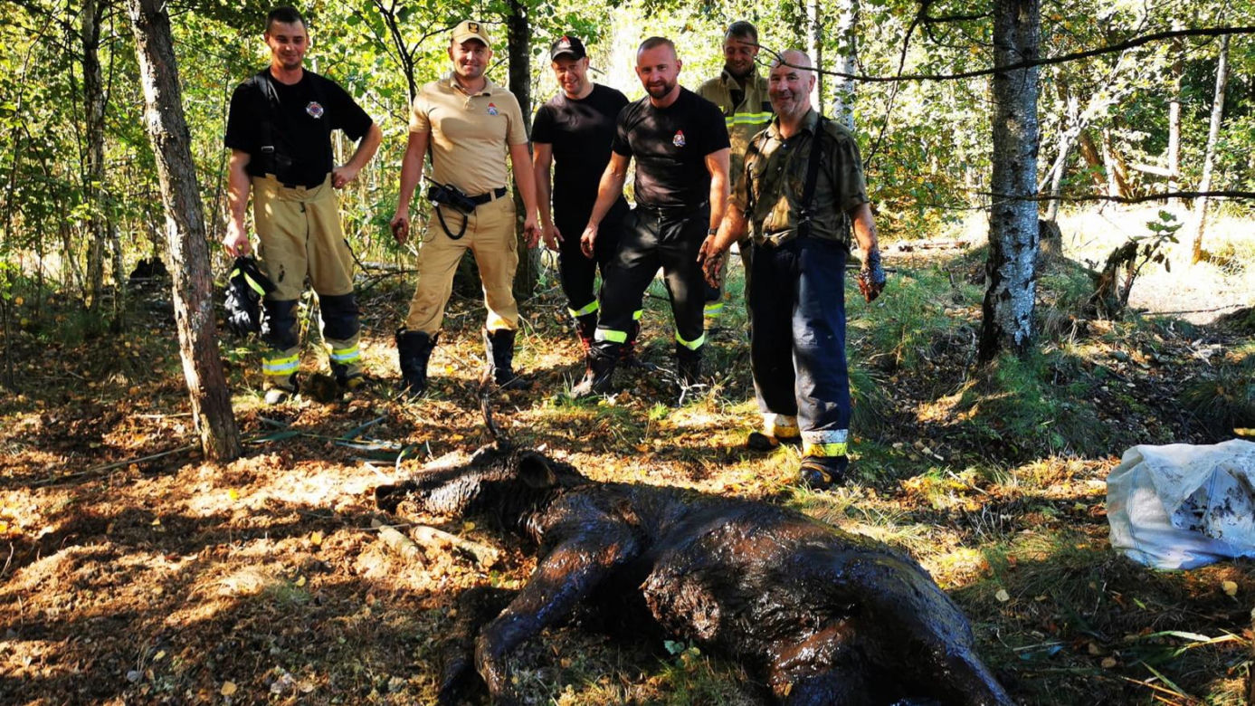 Pod żarłocznym łosiem zarwała się ziemia. Z błota widać było jego głowę
