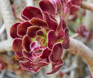 Eonium drzewiaste