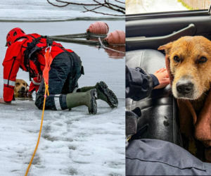 Pies wpadł do lodowatej wody w Mąkowarsku. Uratowali go w ostatniej chwili