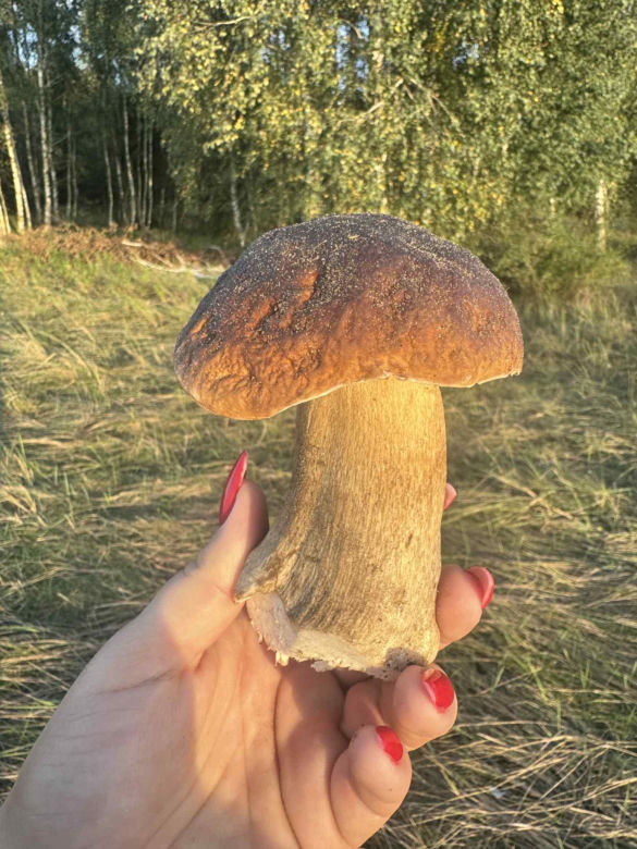 Grzyby w Toruniu