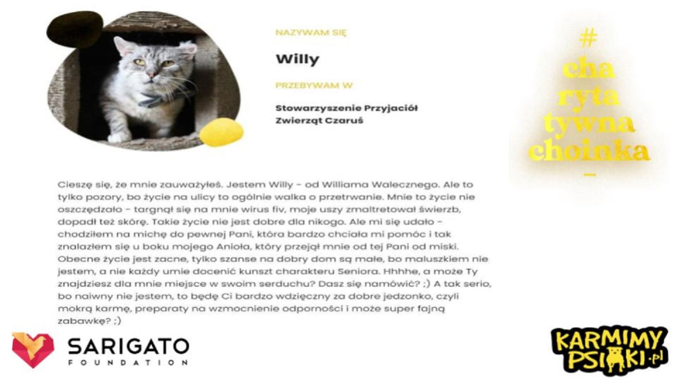Charytatywna Choinka dla bezdomnych psów i kotów. Każdy może pomóc!