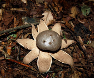 Gwiazda wieloporowata 