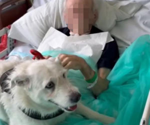 Legnica. Suczka Saba nie widziała właściciela przez 6 miesięcy. Odwiedziła go w szpitalu [ZDJĘCIA].