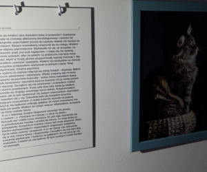 Krakowski magistrat dostarczył do Szpitala Babińskiego 5 ocieplanych budek dla dzikich kotów. Domki pomogą zwierzakom przetrwać zimę