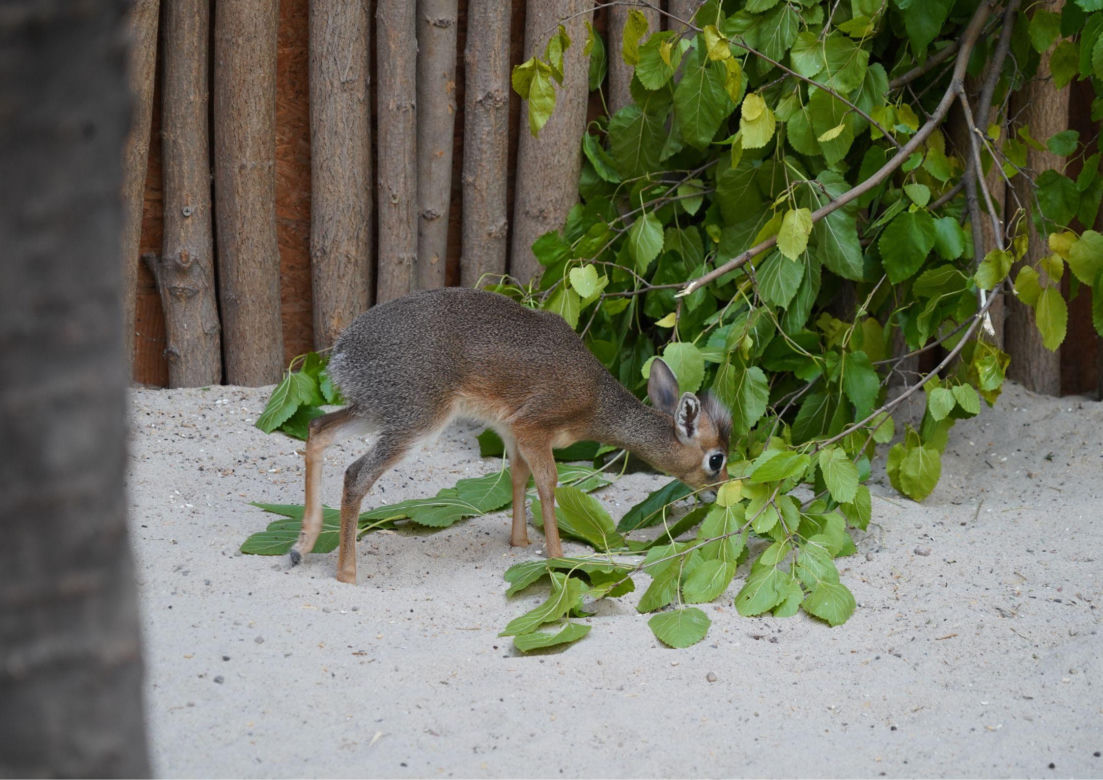 We wrocławskim zoo urodził się kolejny dikdik. Zobaczcie, jaki jest słodki! [ZDJĘCIA]