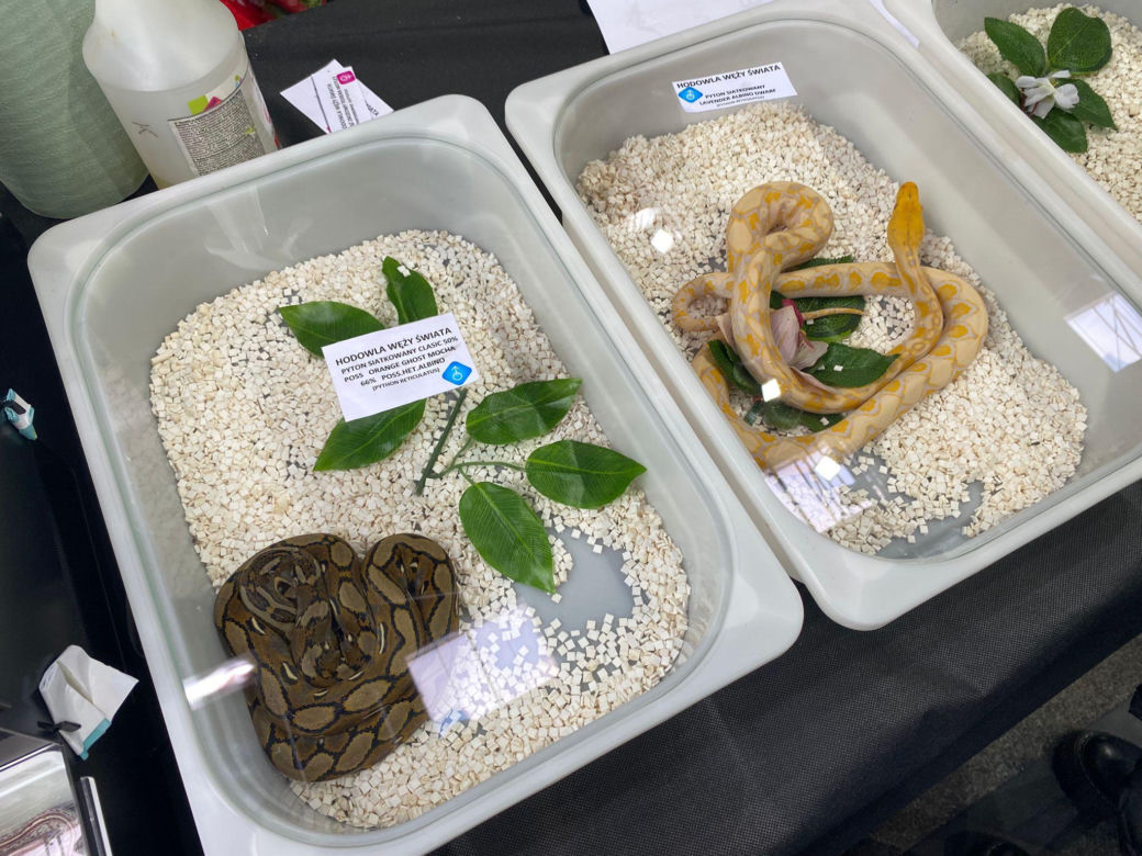Zooegotyka w Zielonej Górze. Do hali CRS przybyły tłumy