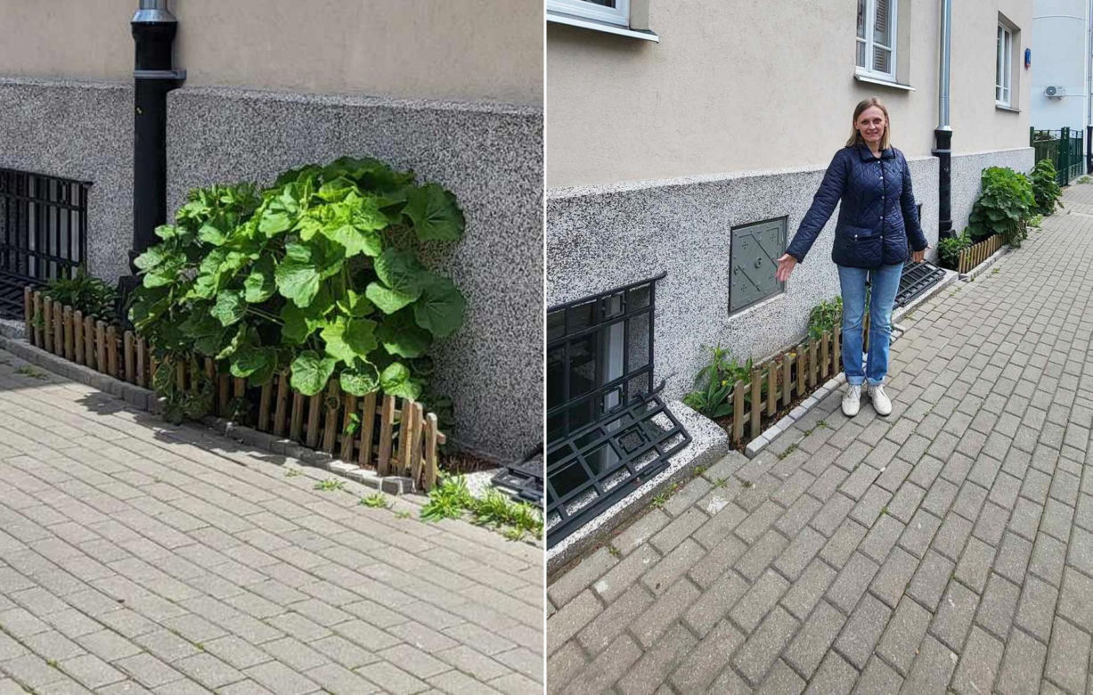 Mieszkanka Mokotowa musi zapłacić karę za posadzenie kwiatów. Kwota powala na kolana! Urząd mówi jasno