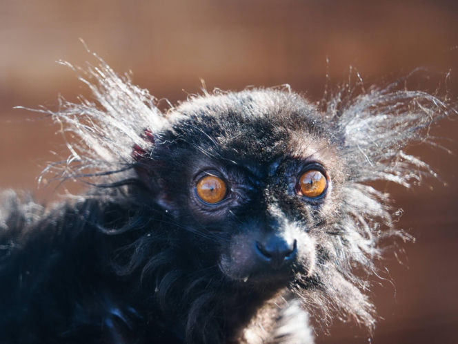 Nowi mieszkańcy zoo w Wojciechowie