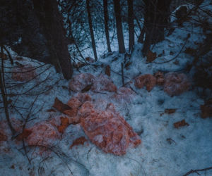 Zwrot akcji ws. porzuconego mięsa w Szczawnicy. Sprawca sam zgłosił się służbom. Najwyższe kary