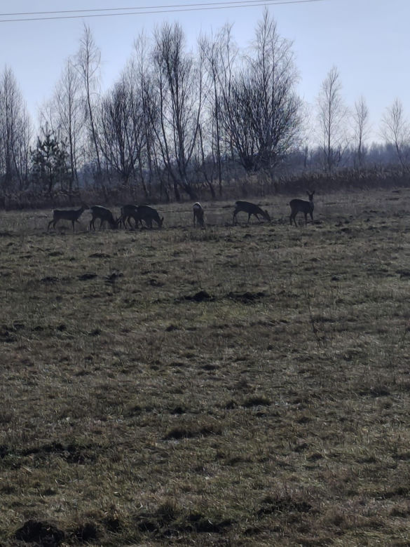 Przyroda przy planowanej inwestycji