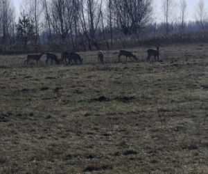 Przyroda przy planowanej inwestycji
