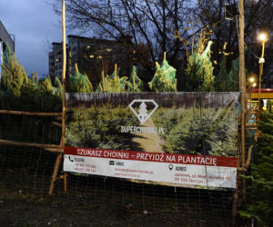 Dokąd po choinki w stolicy? Sprawdziliśmy gdzie jest najtaniej