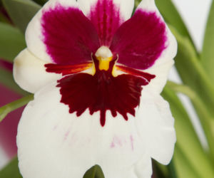 Miltonia