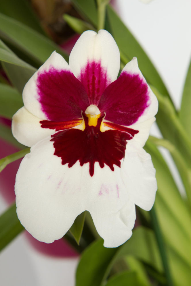 Miltonia