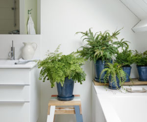 Adiantum