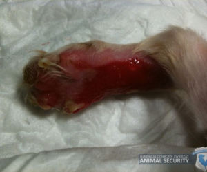 Fundacja Animal Security